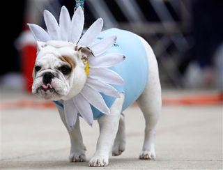 Illustration for article titled Scenes From The Bulldog Beauty Pageant